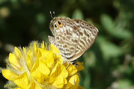 Leptotes